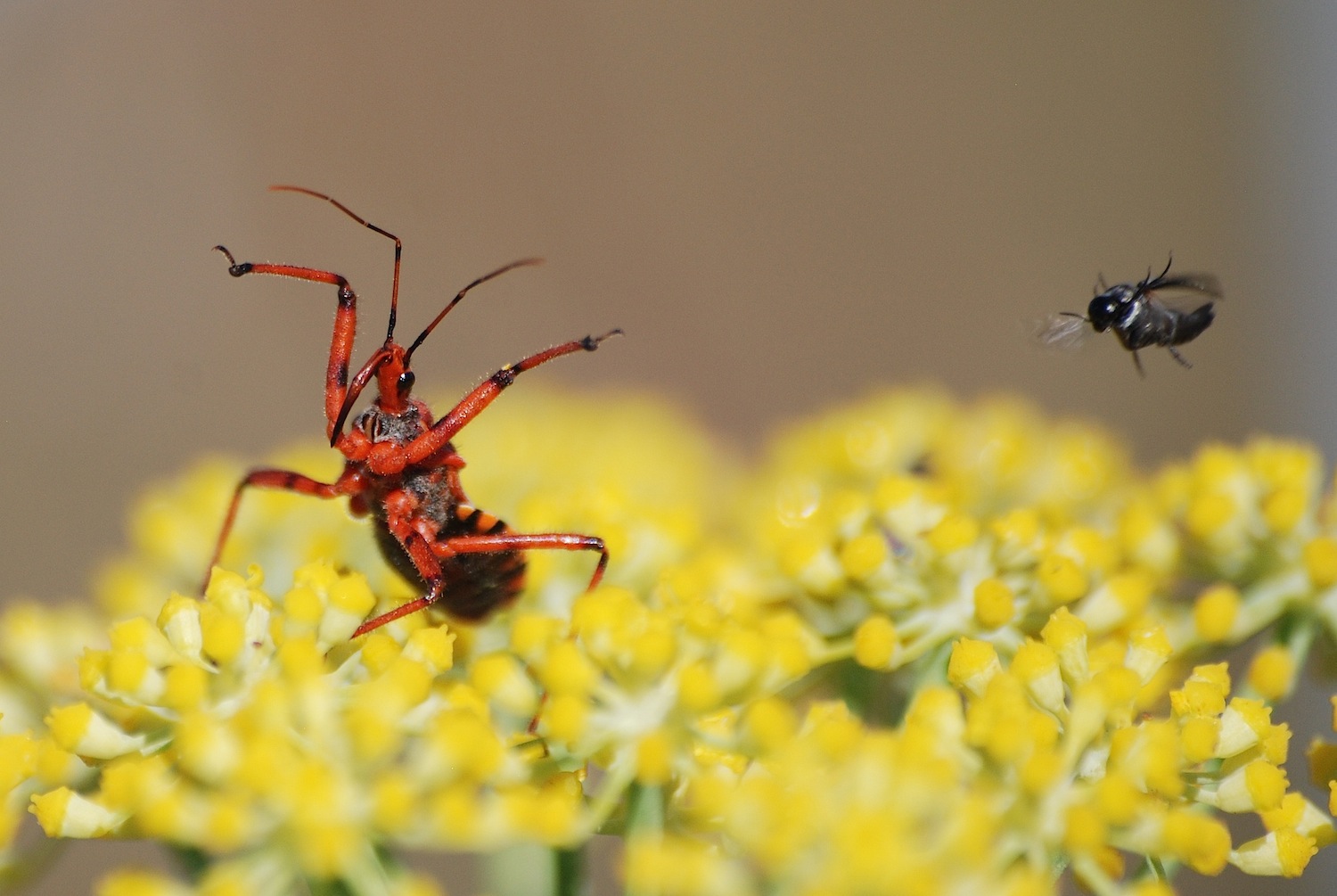 Reduviidae: Rhinocoris erythropus della Sardegna